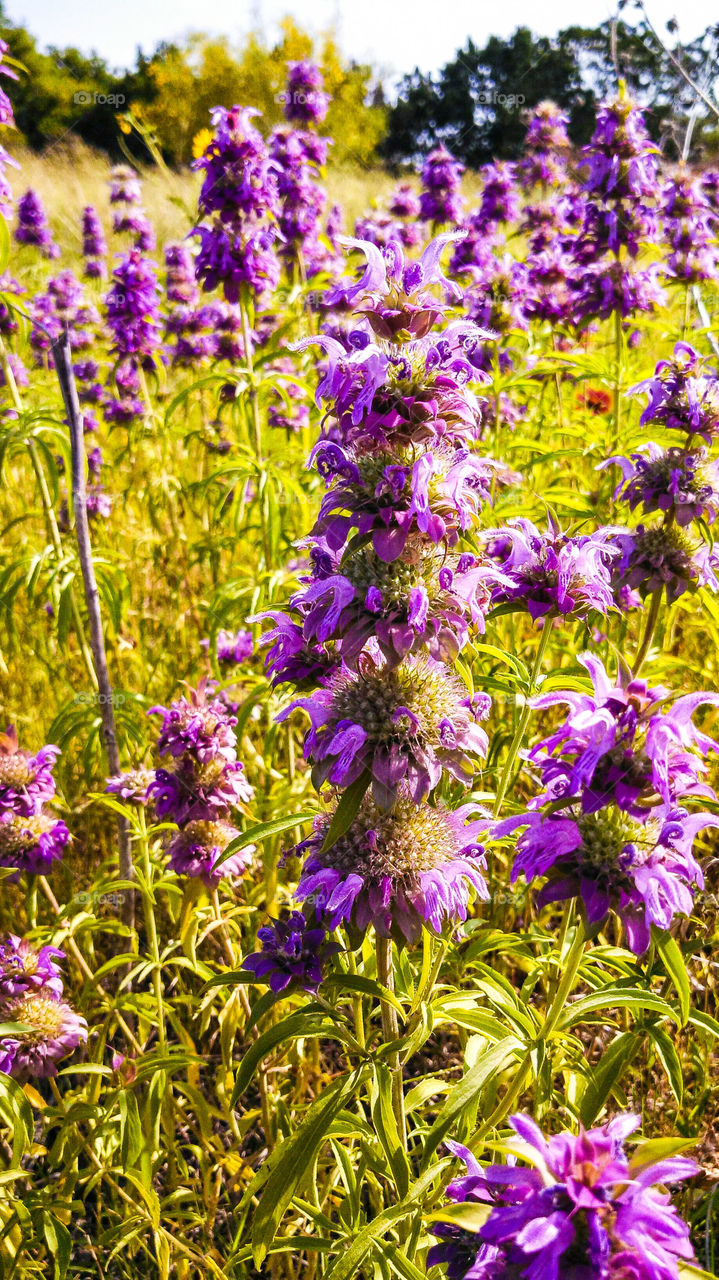 field of purple flowers