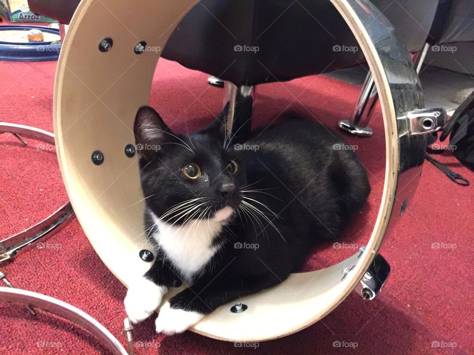 Cat and Drums