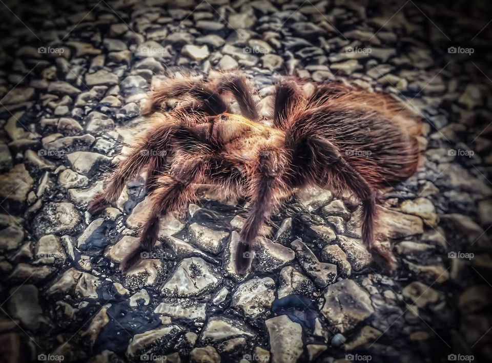 Tatyana the tarantula 