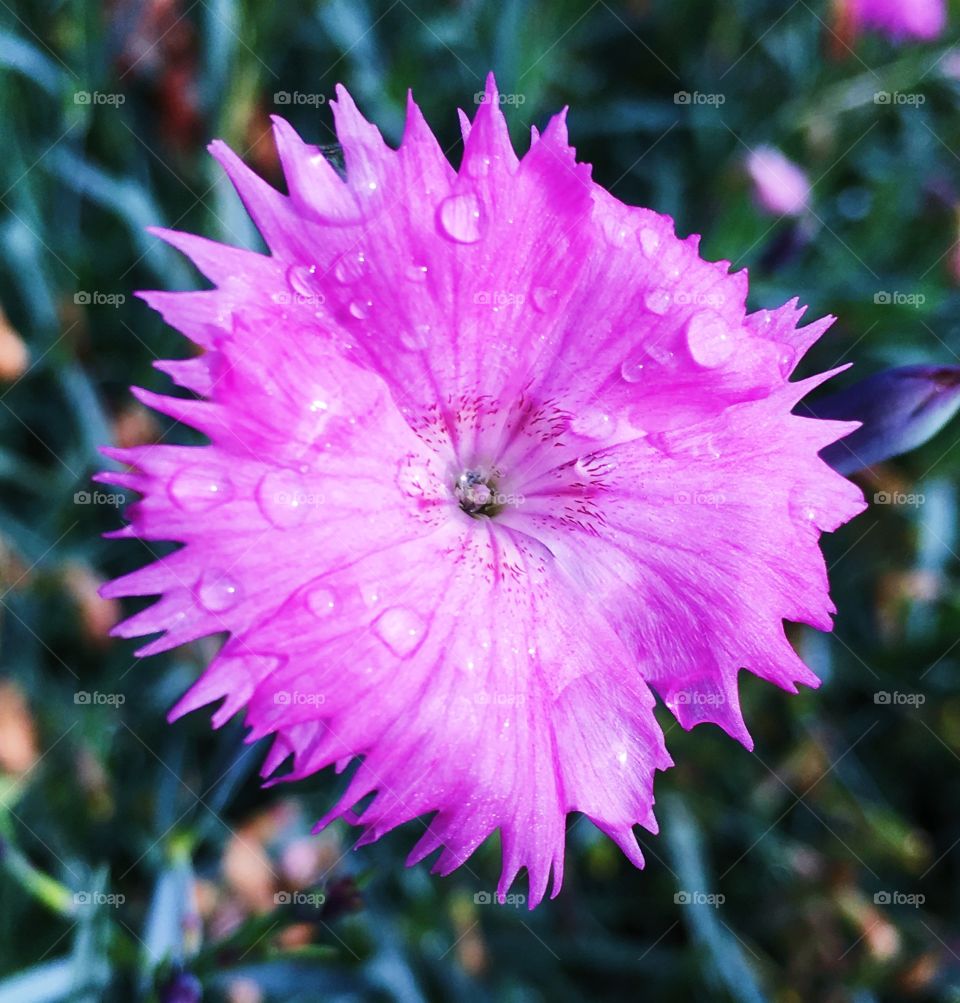 Beautiful flower close up