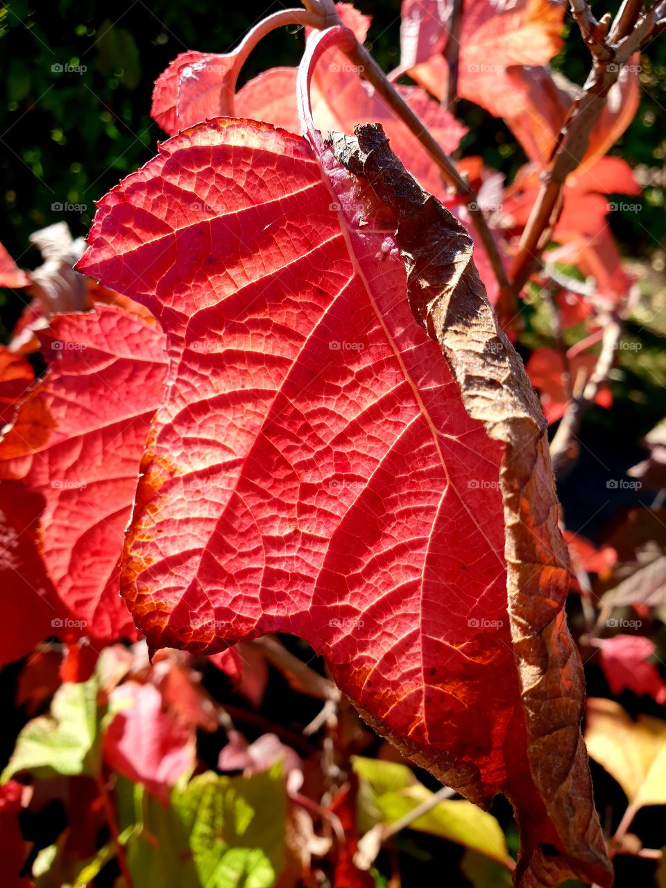 red leave