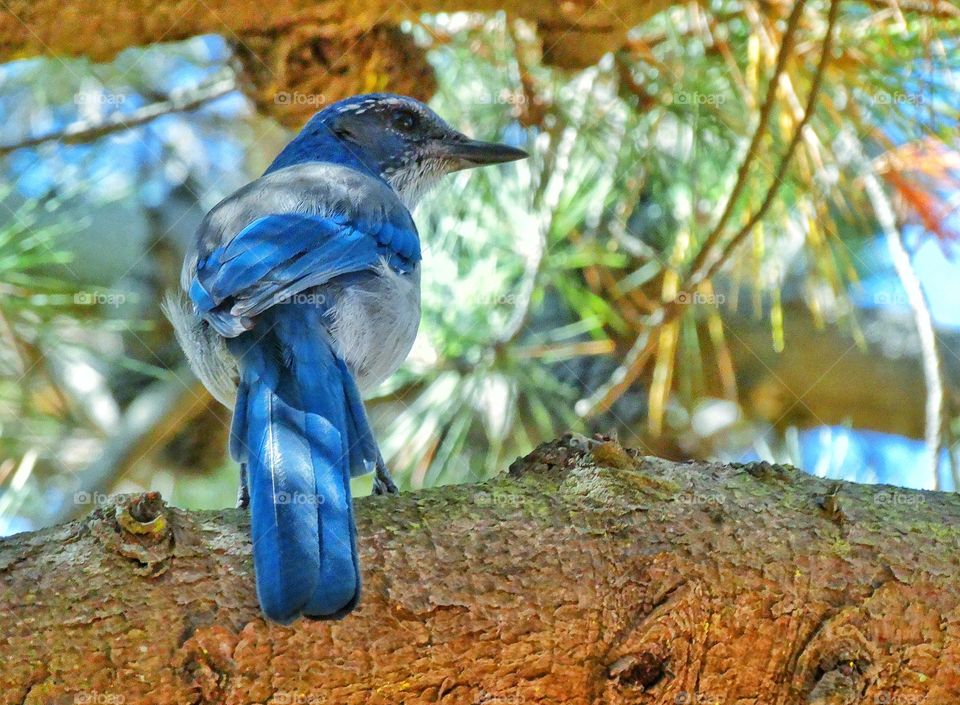 California Scrub Jay. Colorful Blue Western Scrub Jay
