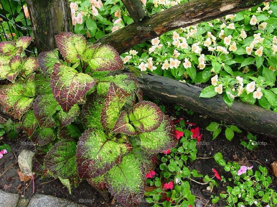 Coleus