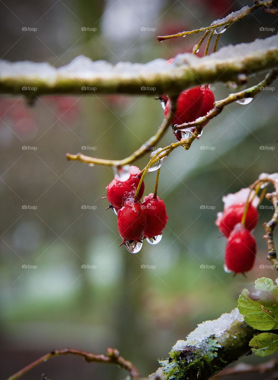 Berries in the thawing snow