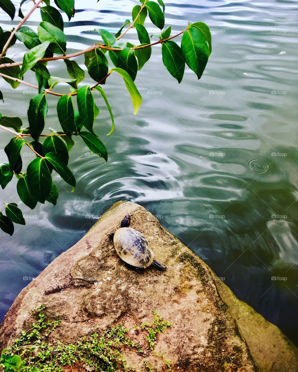 ‪Tomando um banho de sol relaxadamente, esperando o almoço fazer digestão e sem se preocupar com a vida: é essa a situação da #tartaruga que encontramos em cima da pedra à beira do lago!‬
‪E que preguiça...‬
‪🐢 ‬