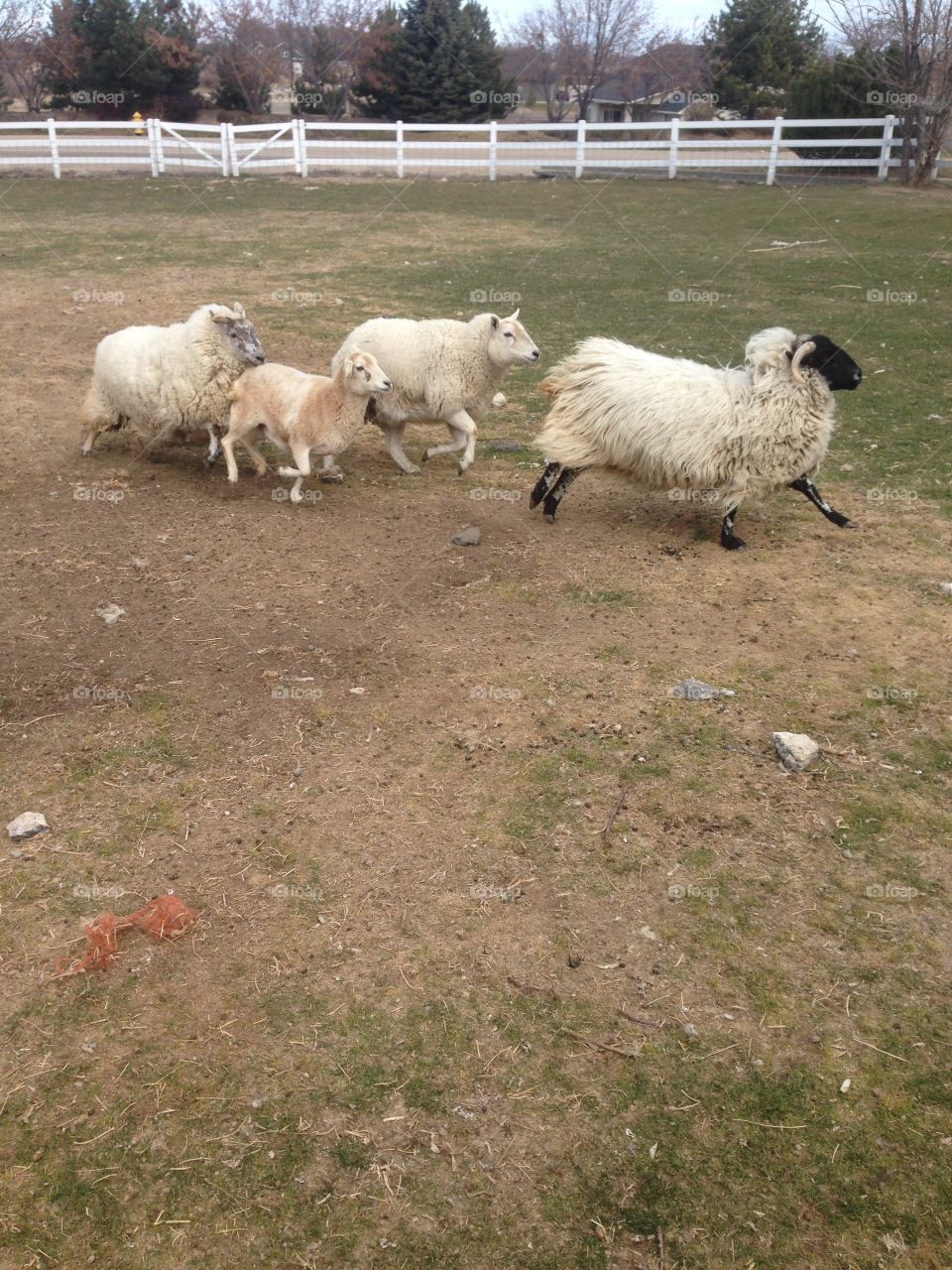 Four rogue sheep running in a field. 