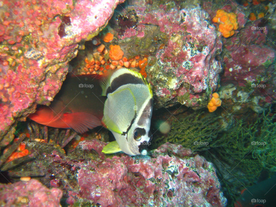 ocean fish corals reef by izabela.cib