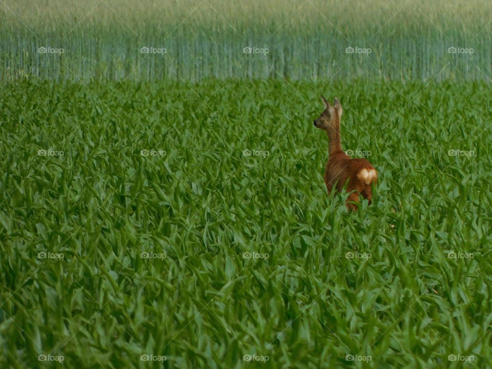 Deer in the corn field 