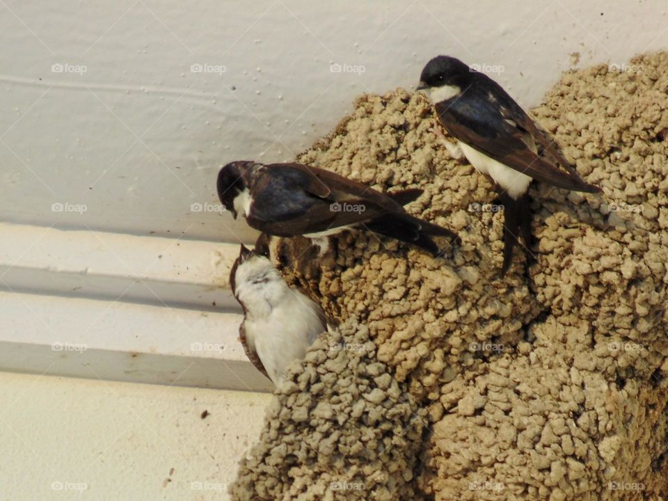 Feeding swallows in city