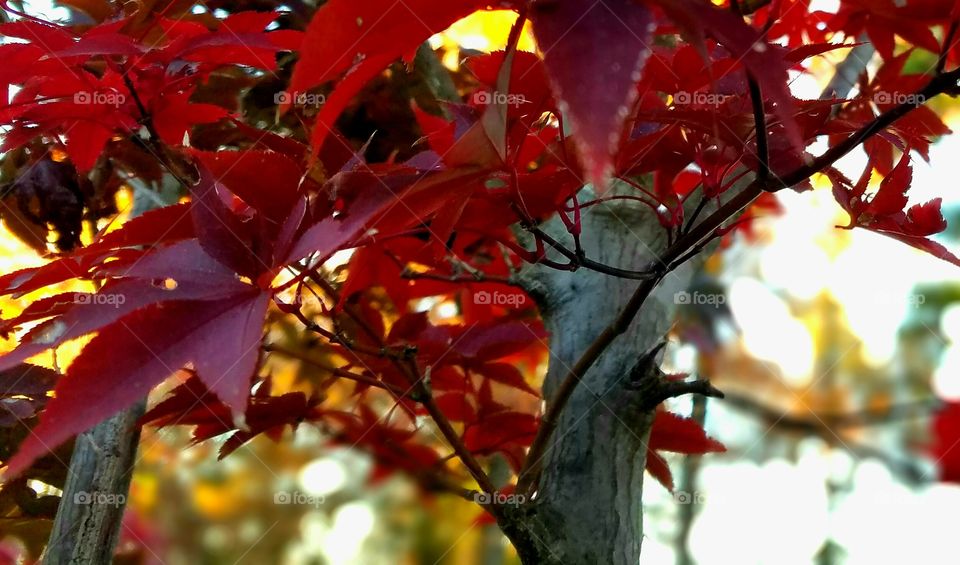 leaves on tree