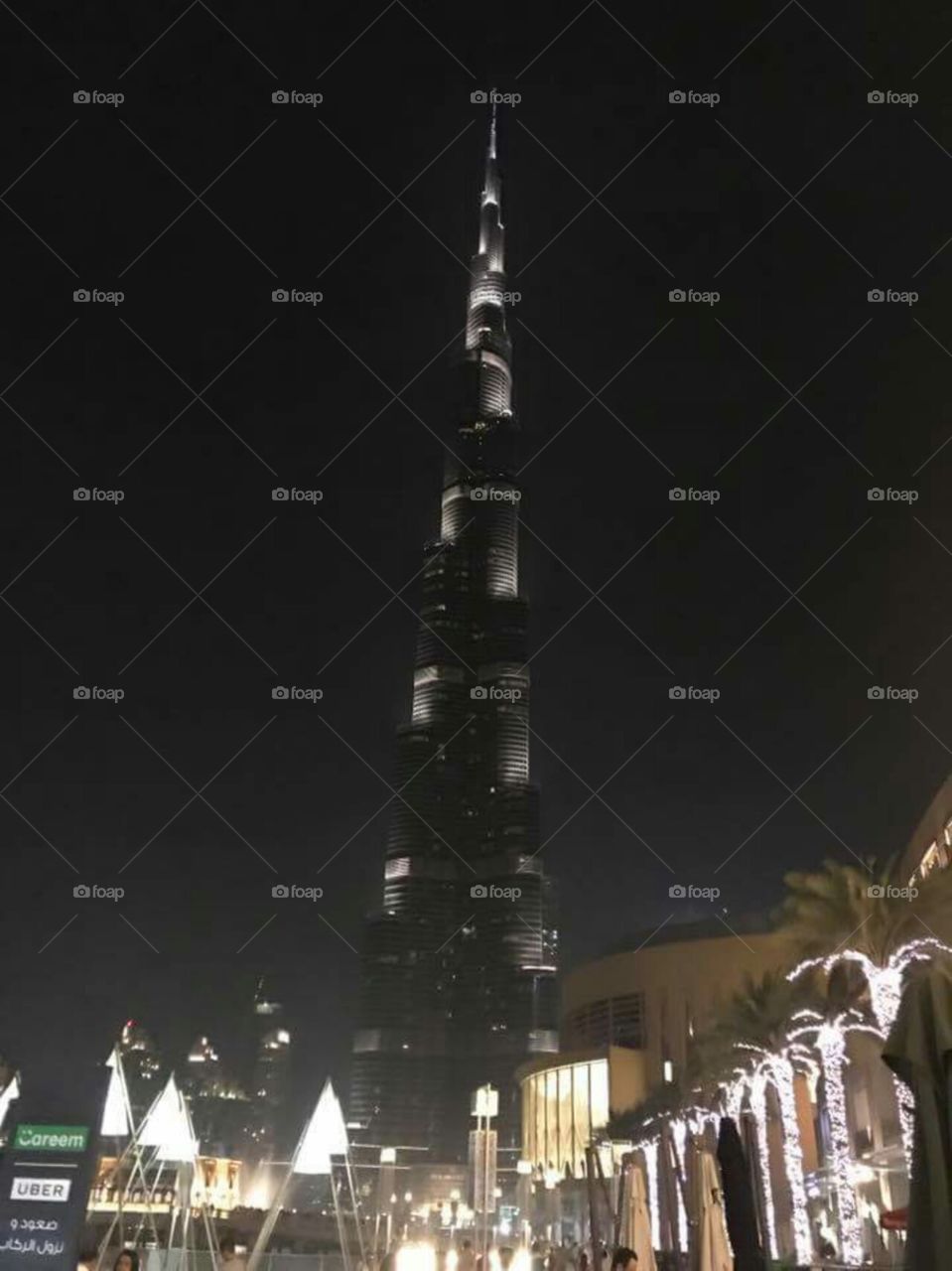Dubia at night