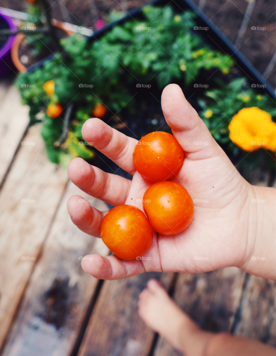 Childhood hand holding cherry tomato