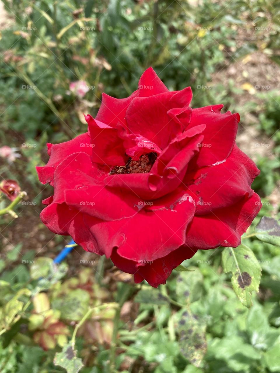 🌹 🇺🇸 Very beautiful flowers to brighten our day.  Live nature and its beauty. Did you like the delicate petals? / 🇧🇷 Flores muito bonitas para alegrar nosso dia. Viva a natureza e sua beleza. Gostaram das pétalas delicadas? 