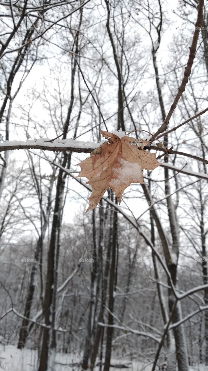 Withered leaf on winter tree
