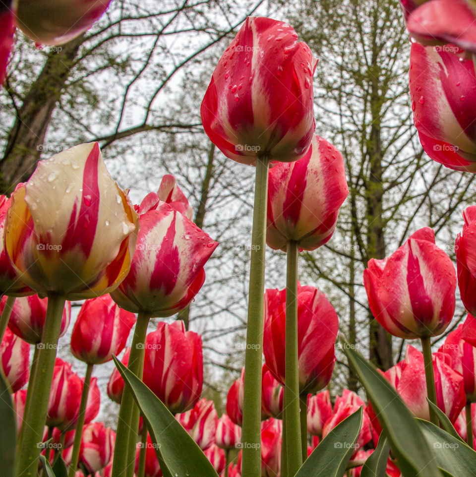 Tulips and water droplets 