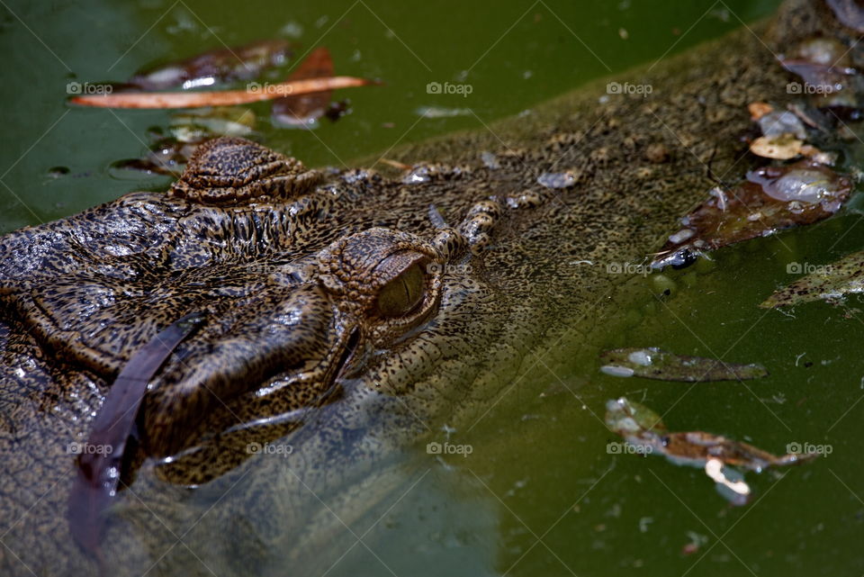 Australian crocodile in a river