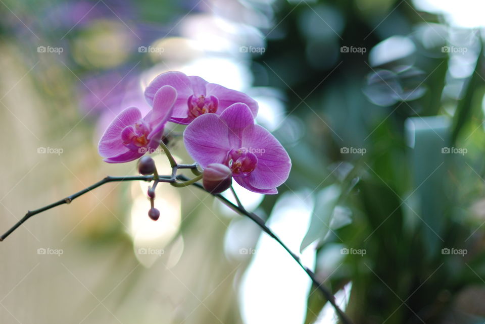 Close-up of orchid