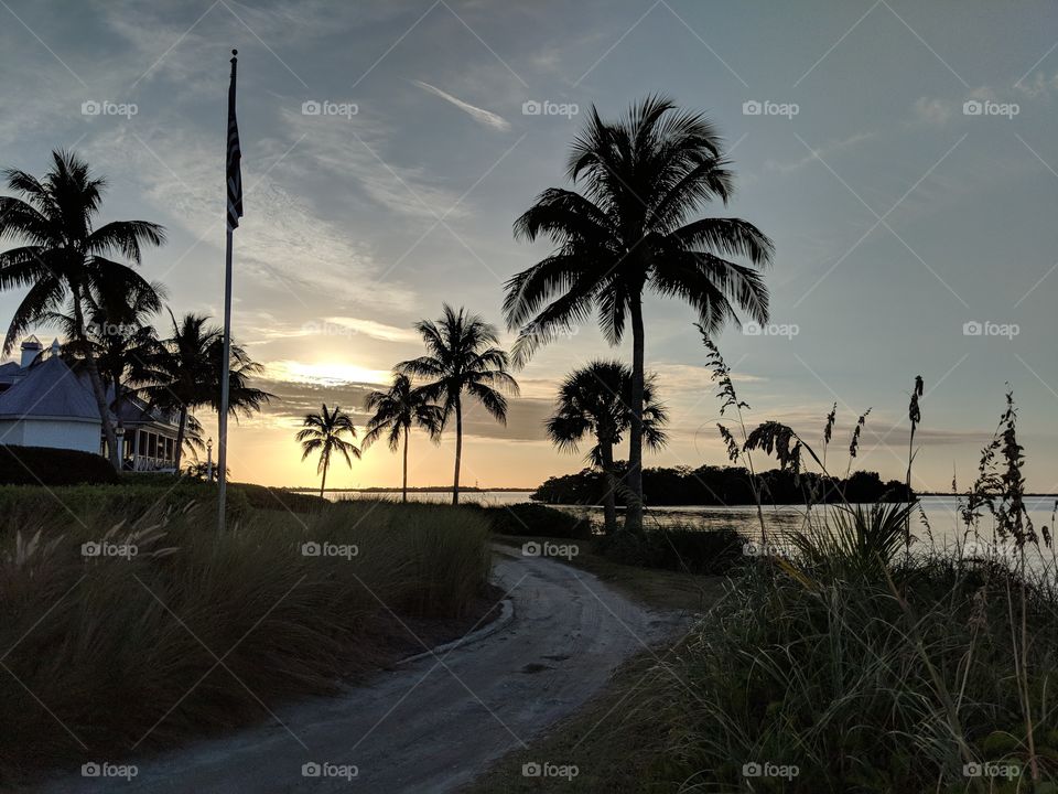 palm Trees and Sunsets