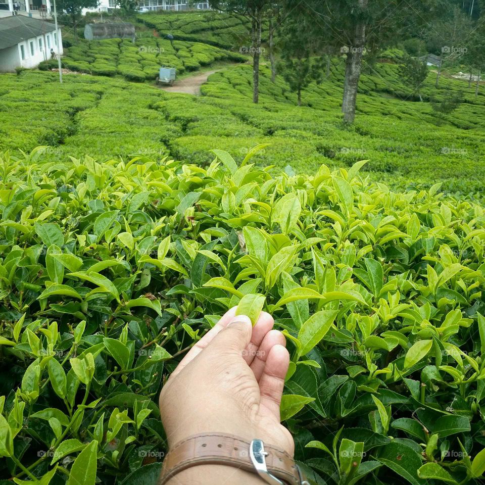 Tea plantation,Munnar Kerala India