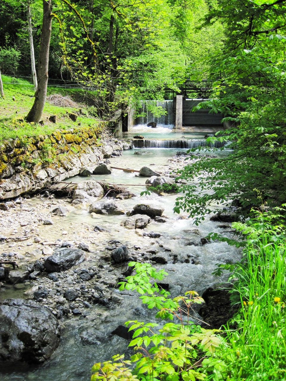 Stream flowing in forest