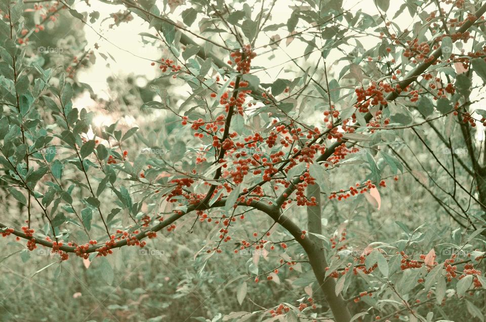 Take the Nostalgic Way Home (Series)