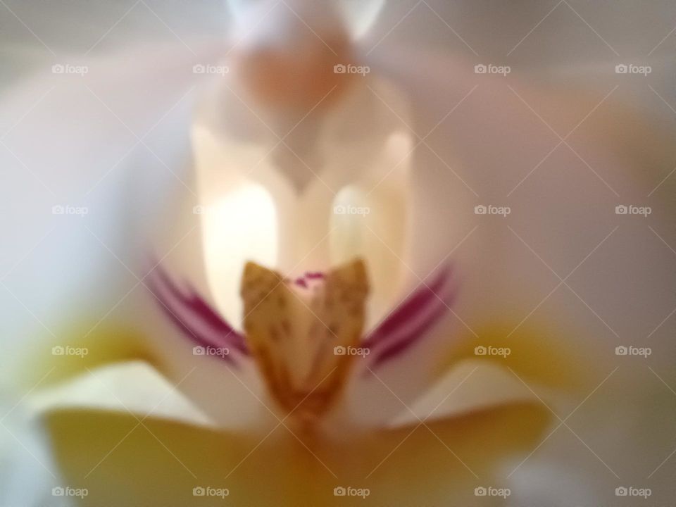 orchid