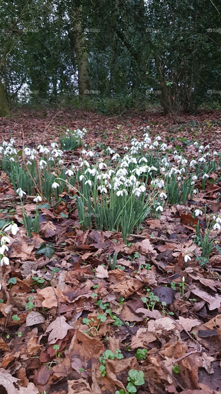 snowdrops in the leaves