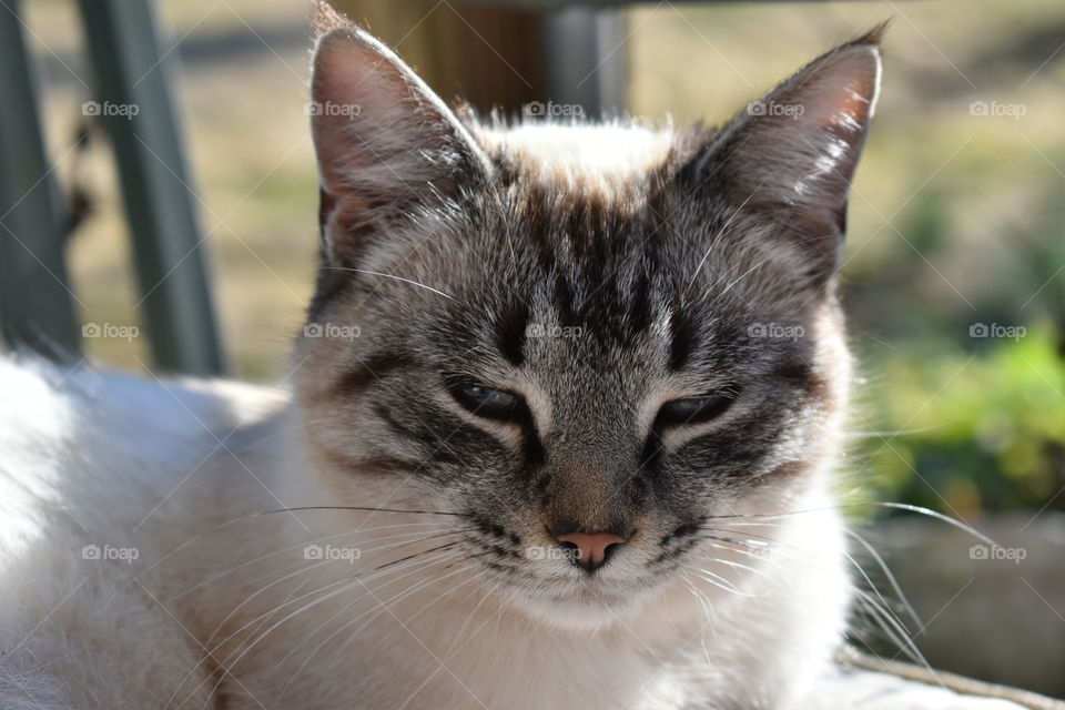 fun animal in my life