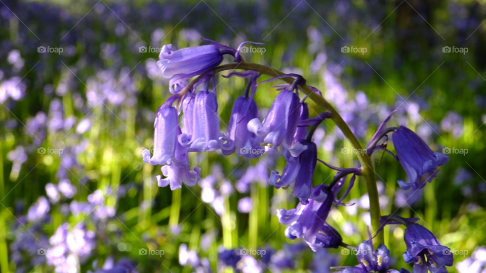 flowers leaves close up british bluebells by darloandy1963