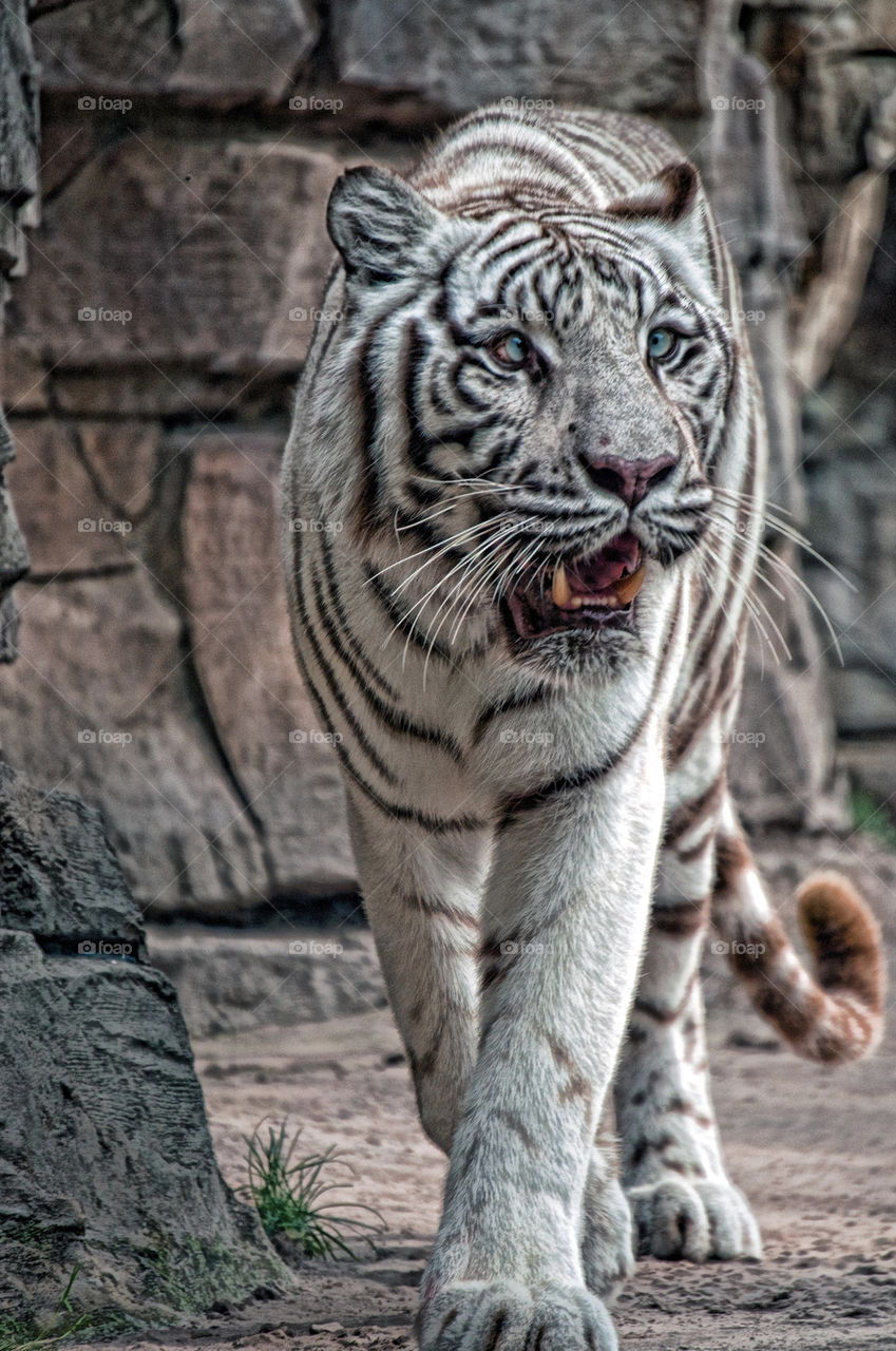 Close-up of tiger roaring