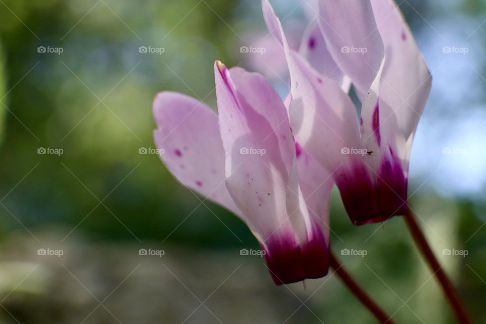 Cyclamen at spring day