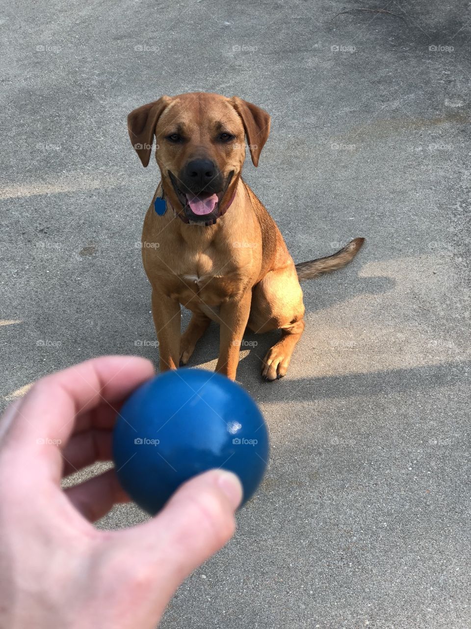 Macie waiting patiently for me to throw the ball 
