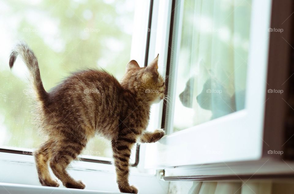 Cute kittens reflection in the window