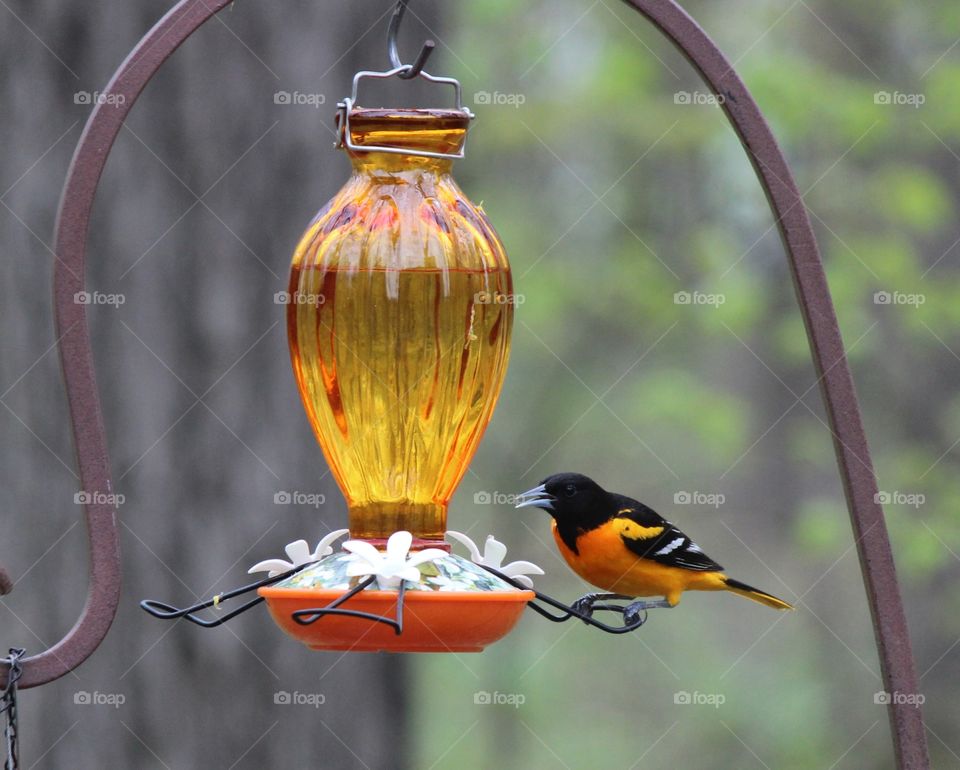 Baltimore Oriole enjoying some sugar water at the feeder on a beautiful spring day