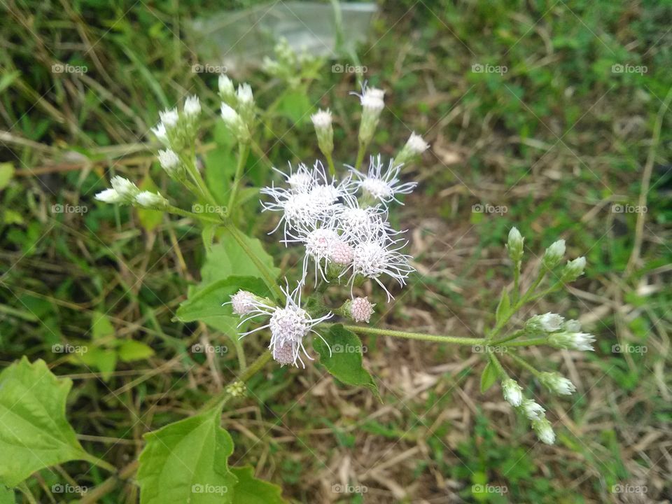 flowers that can grow in the wild