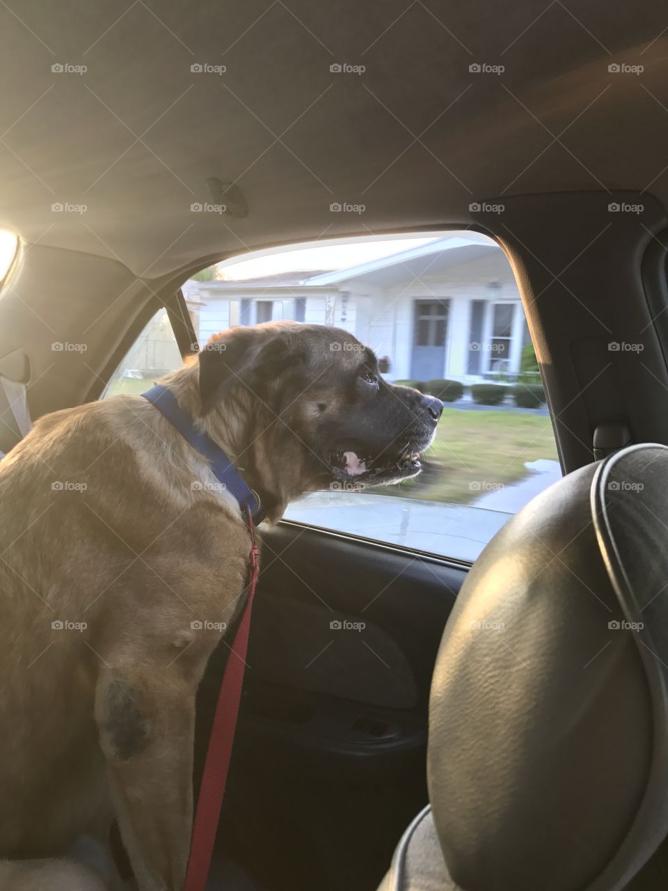 Bear going for a car ride