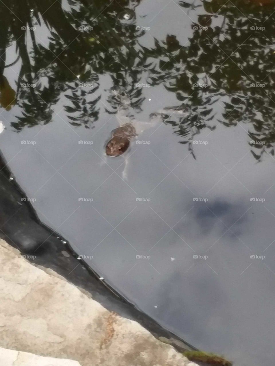Adorable Little Frog Swimming in this Murky Little Pond