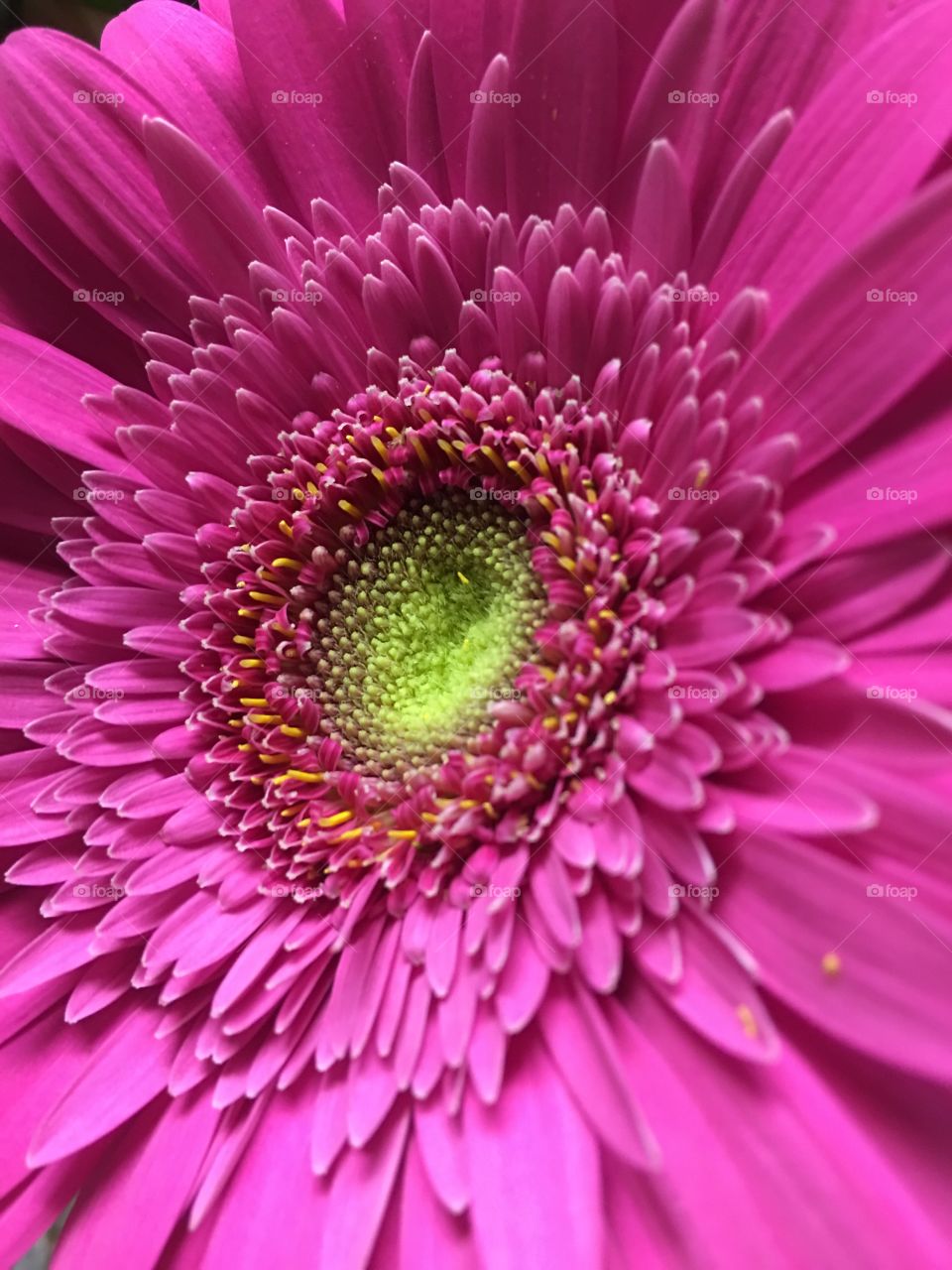 Close-up of pink flower