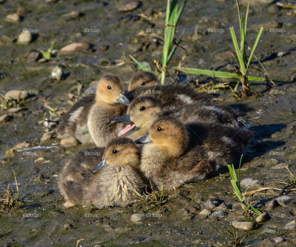 Bird, Duck, Poultry, No Person, Wildlife