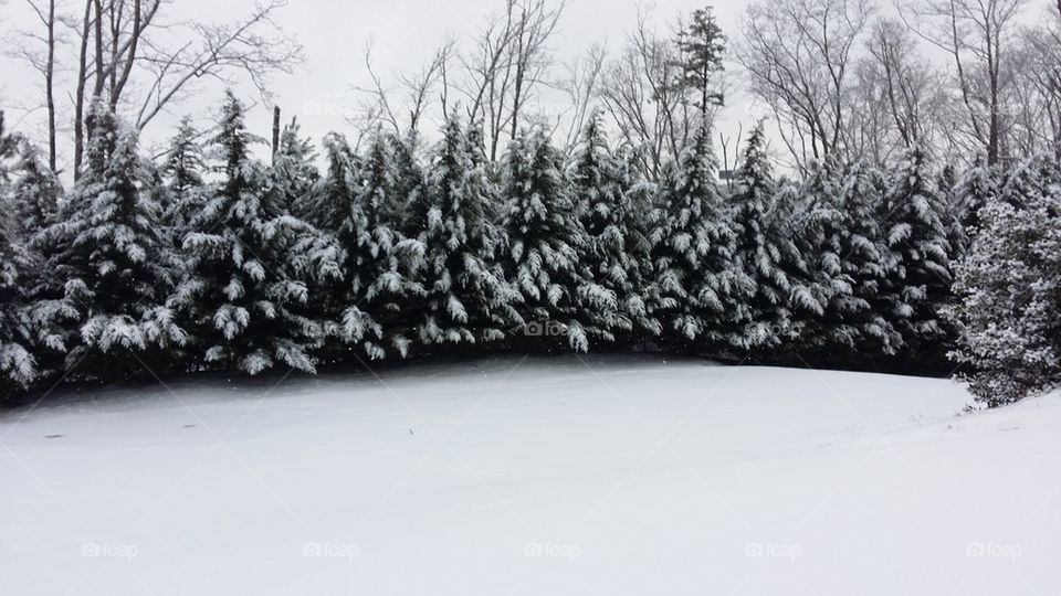 snow trees