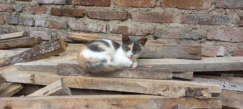 Kitten sitting on a pile of wood