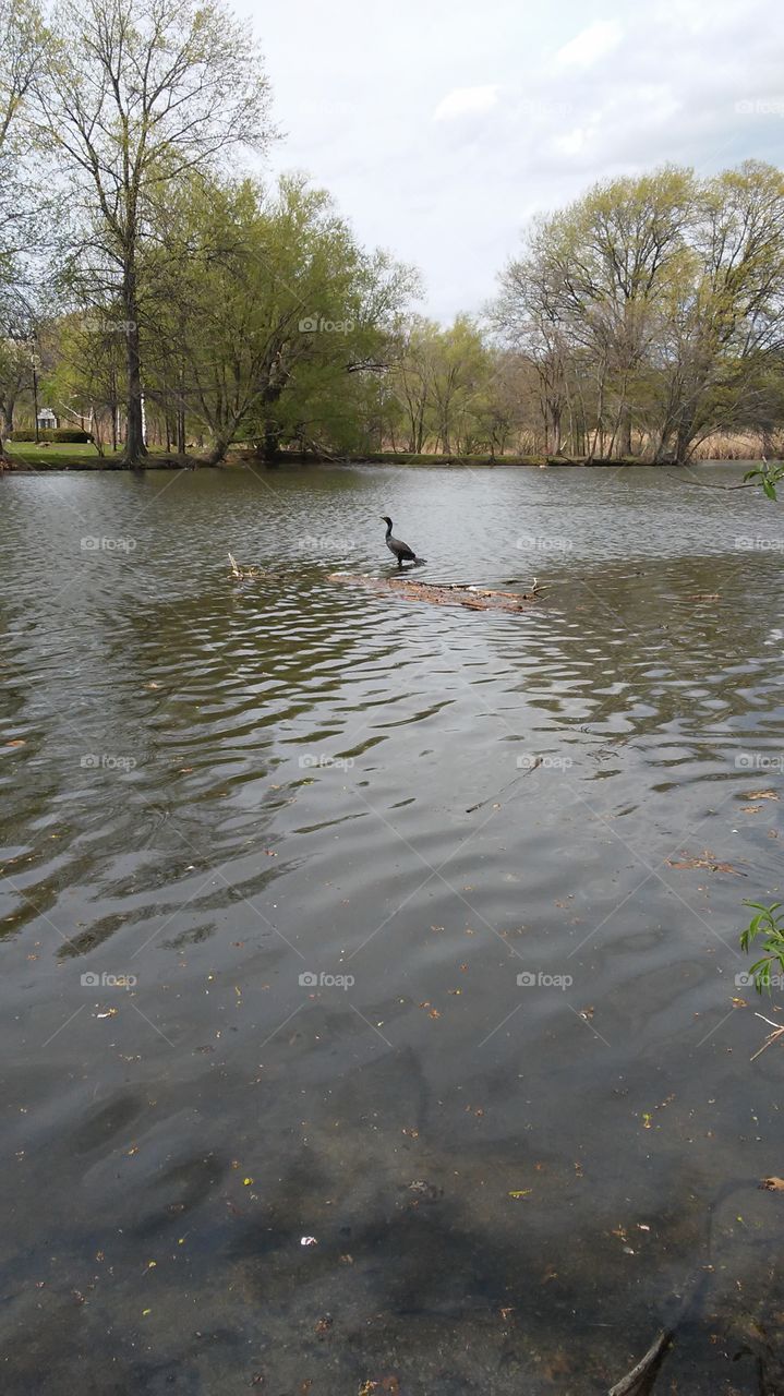 spring. water. peace