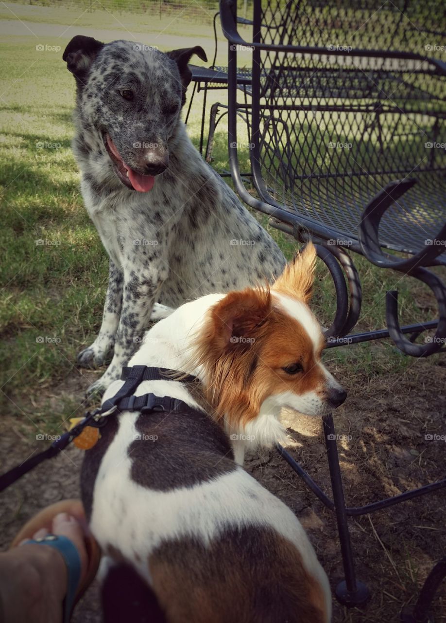 A Papillion dog and blue heeler dog sit around patio furniture outside in spring