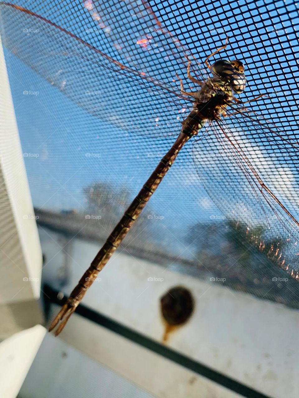 Hanging Out On Screen Enclosure Under The Sun Light Enjoying Sunbathing Close-Up