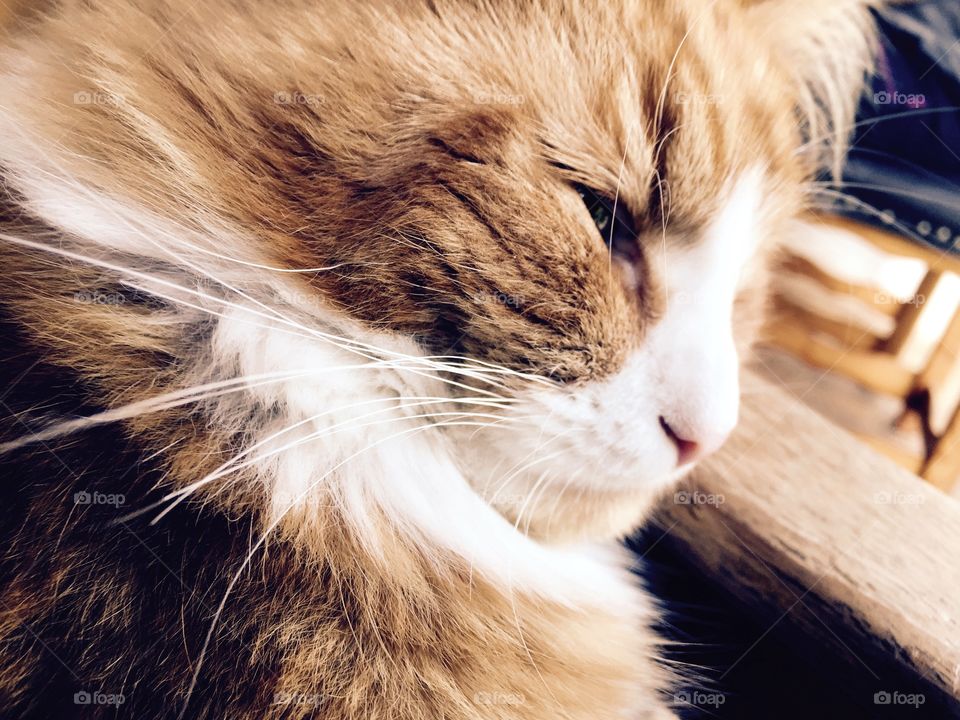 Thomas does lion king impression . Kitten profile view 