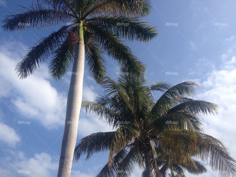 Varadero palm trees