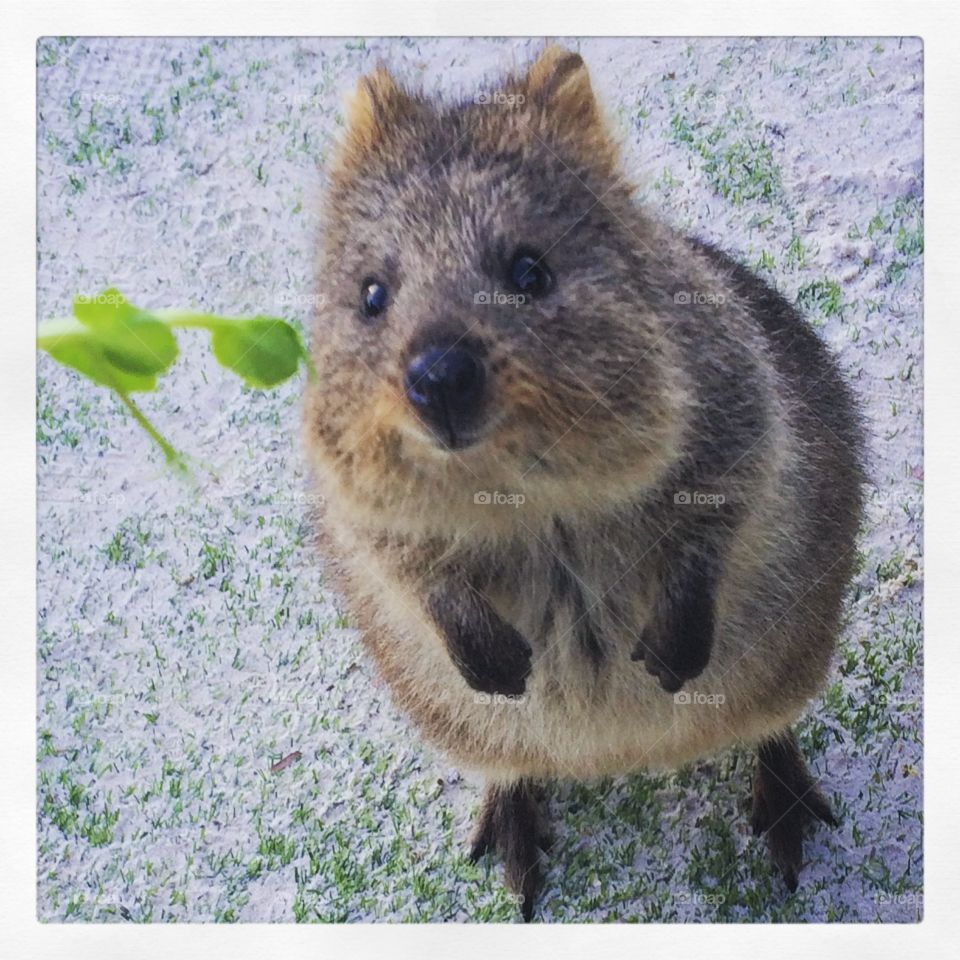 Meet the quokkas . A quokka on rottnest island Perth. Little Disney real life creatures 
