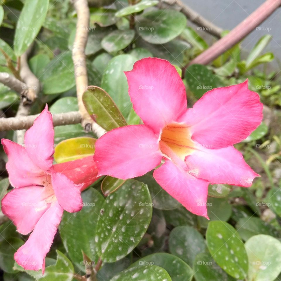 Pink flower on the park