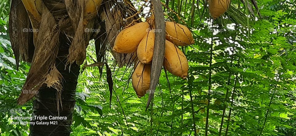 Bunch of King coconut