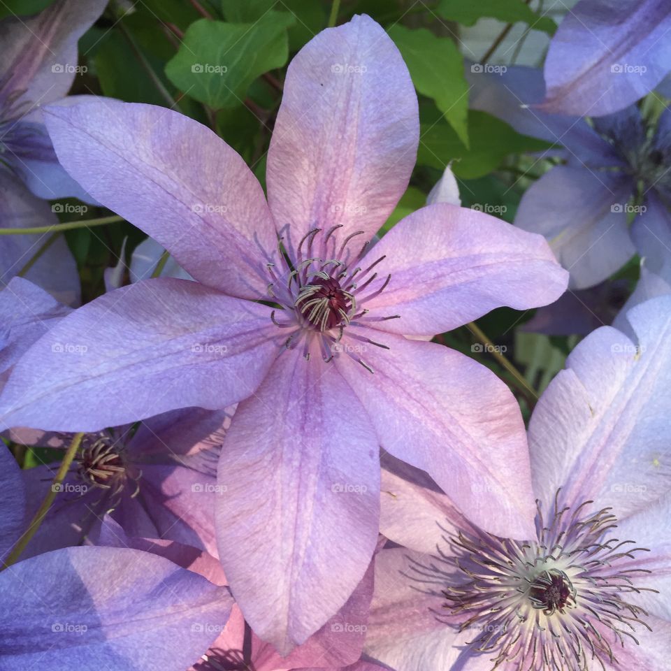 Clematis . Purple clematis flower 